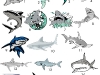 sharks-mascots