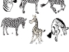 zebra-mascots